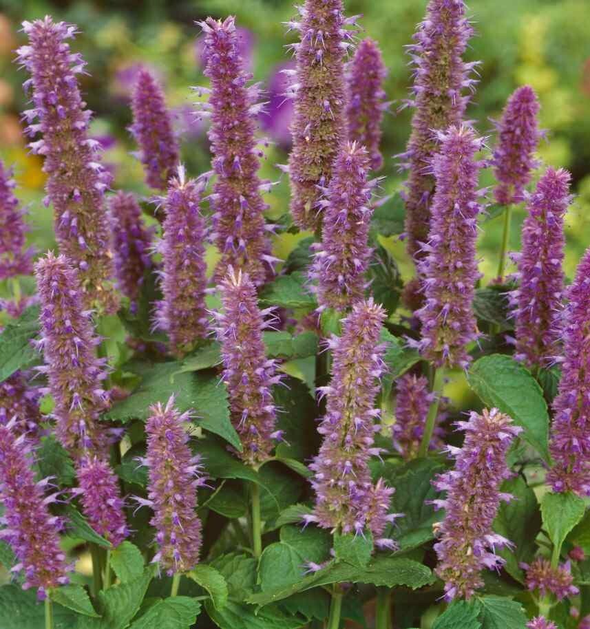 Anise Hyssop -100 Seeds – Licorice Fragrance- Violet-Blue – Agastache foeniculum