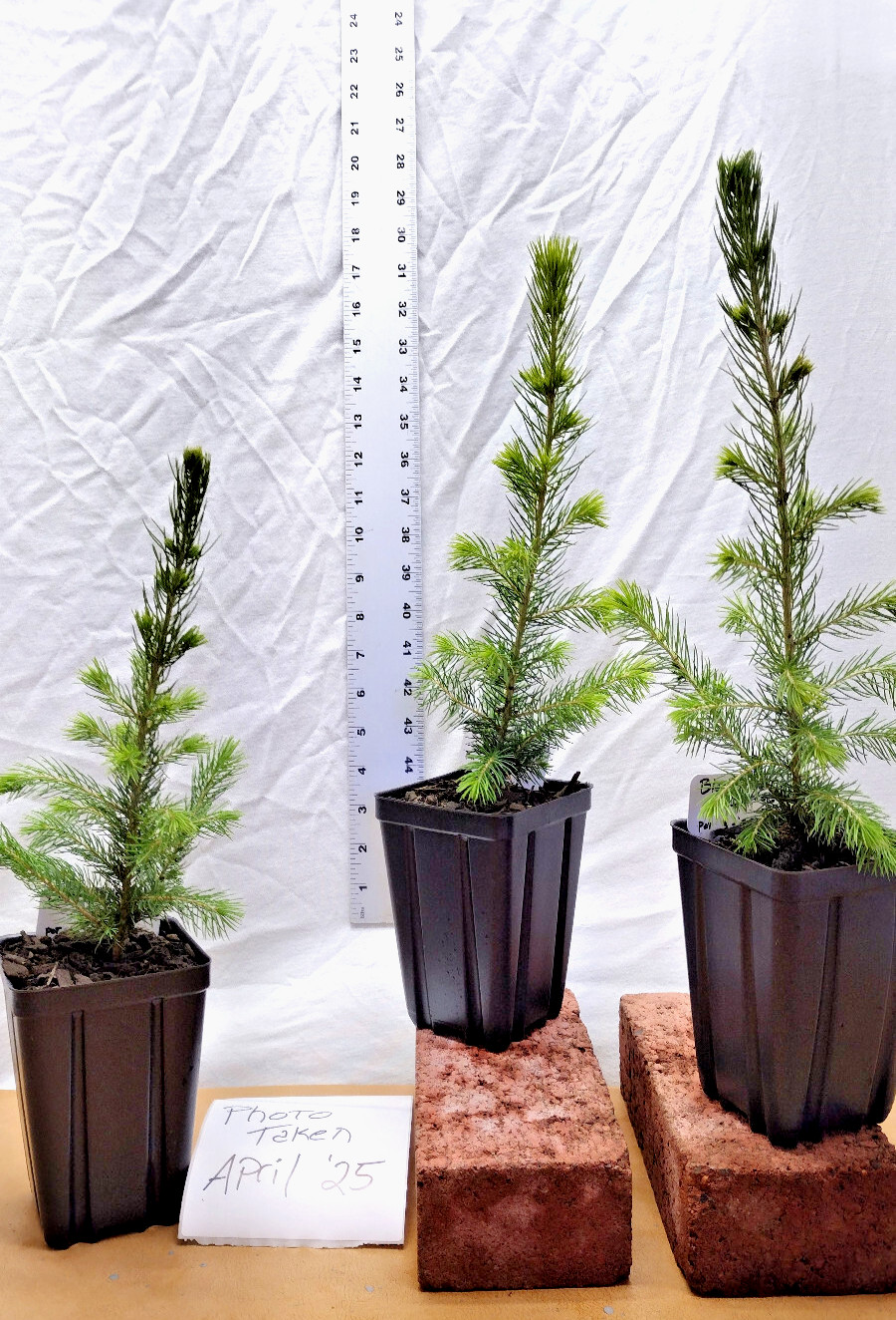 Black Hills Spruce 2 year old tree. Picea glanca var densata. mariana.