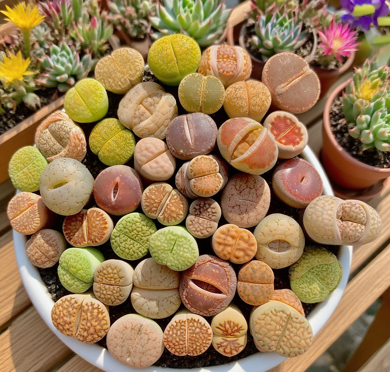 Random DIY Mix Boutique Large Lithops Rare Live Succulents Plants, Bare Root