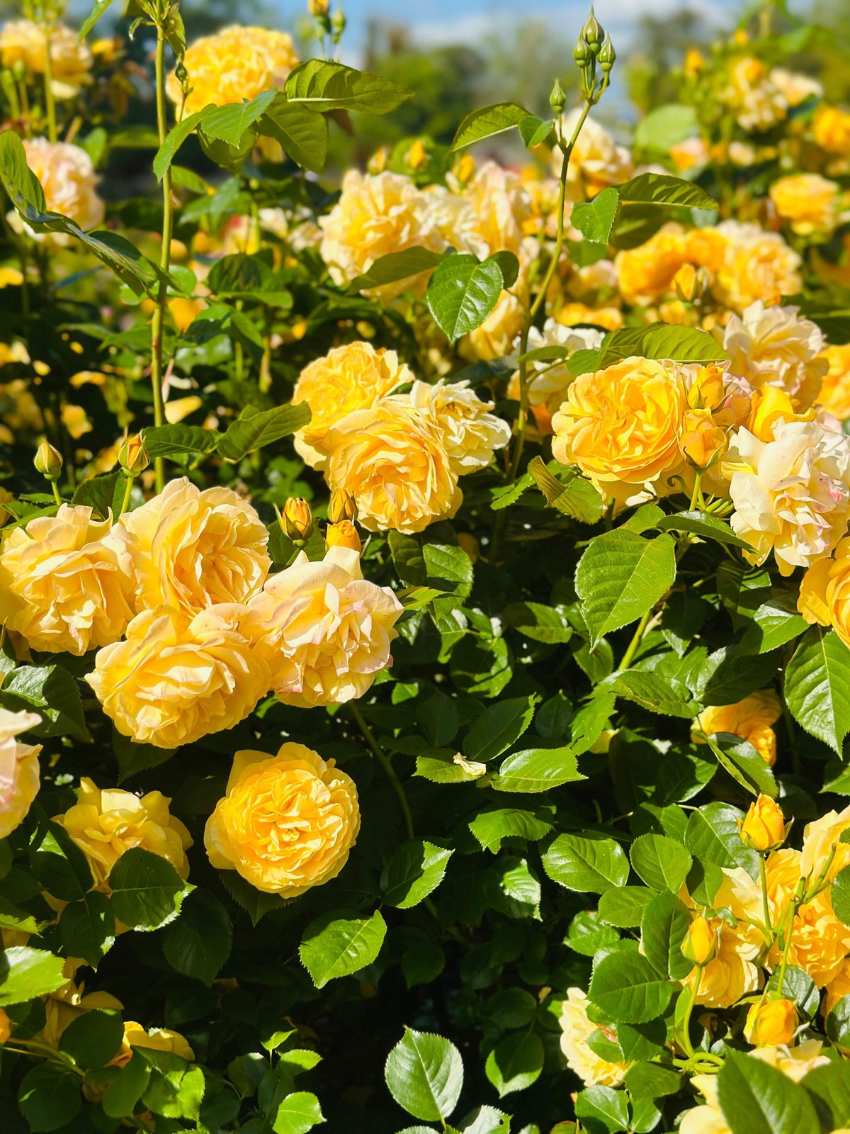 5 YELLOW ROSE Rosa Bush Shrub Perennial Flower Seeds *Flat S/H