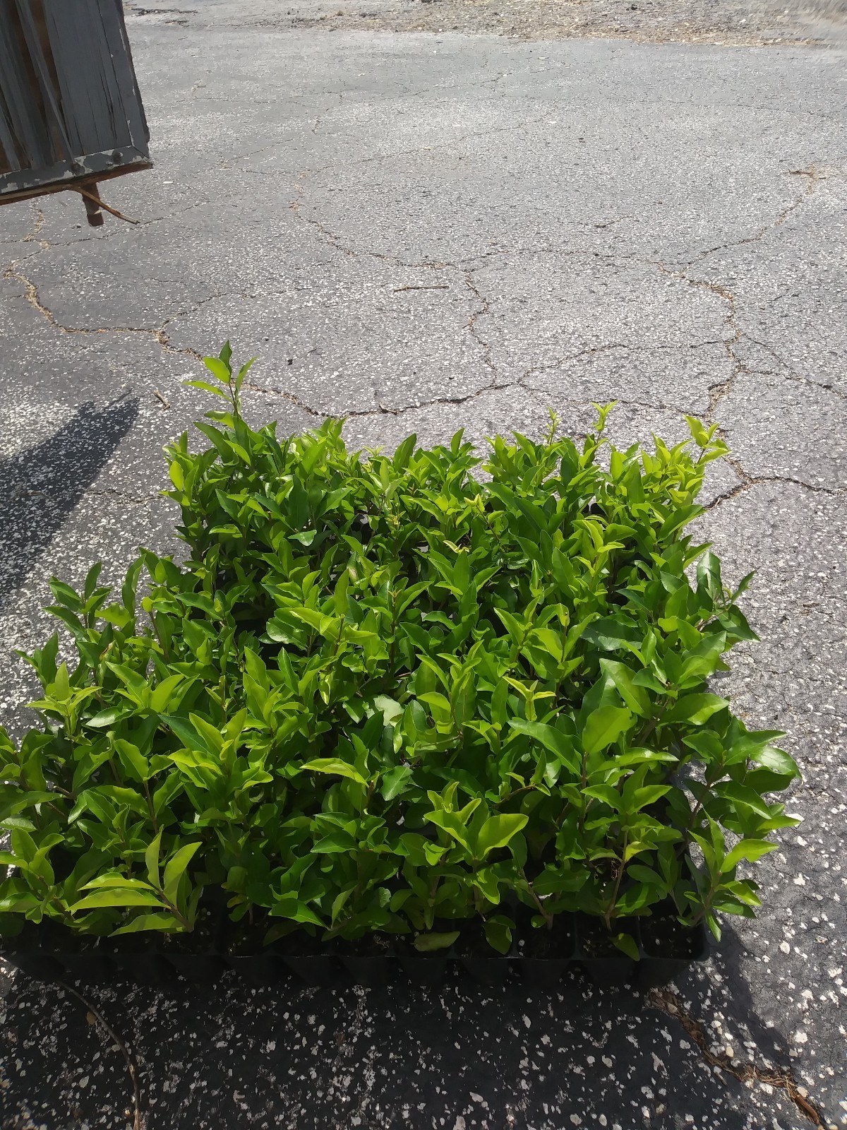 Barbados, Acerola Cherry Tree Plant, Live Plant, Pesticide Free FREE SHIPPING!!