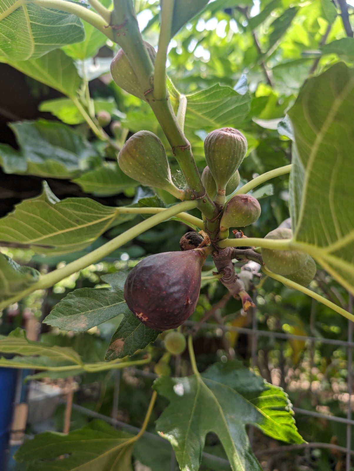 10x Black Mission Franciscan Fig Tree cuttings For Grafting Rooting Cut Fresh