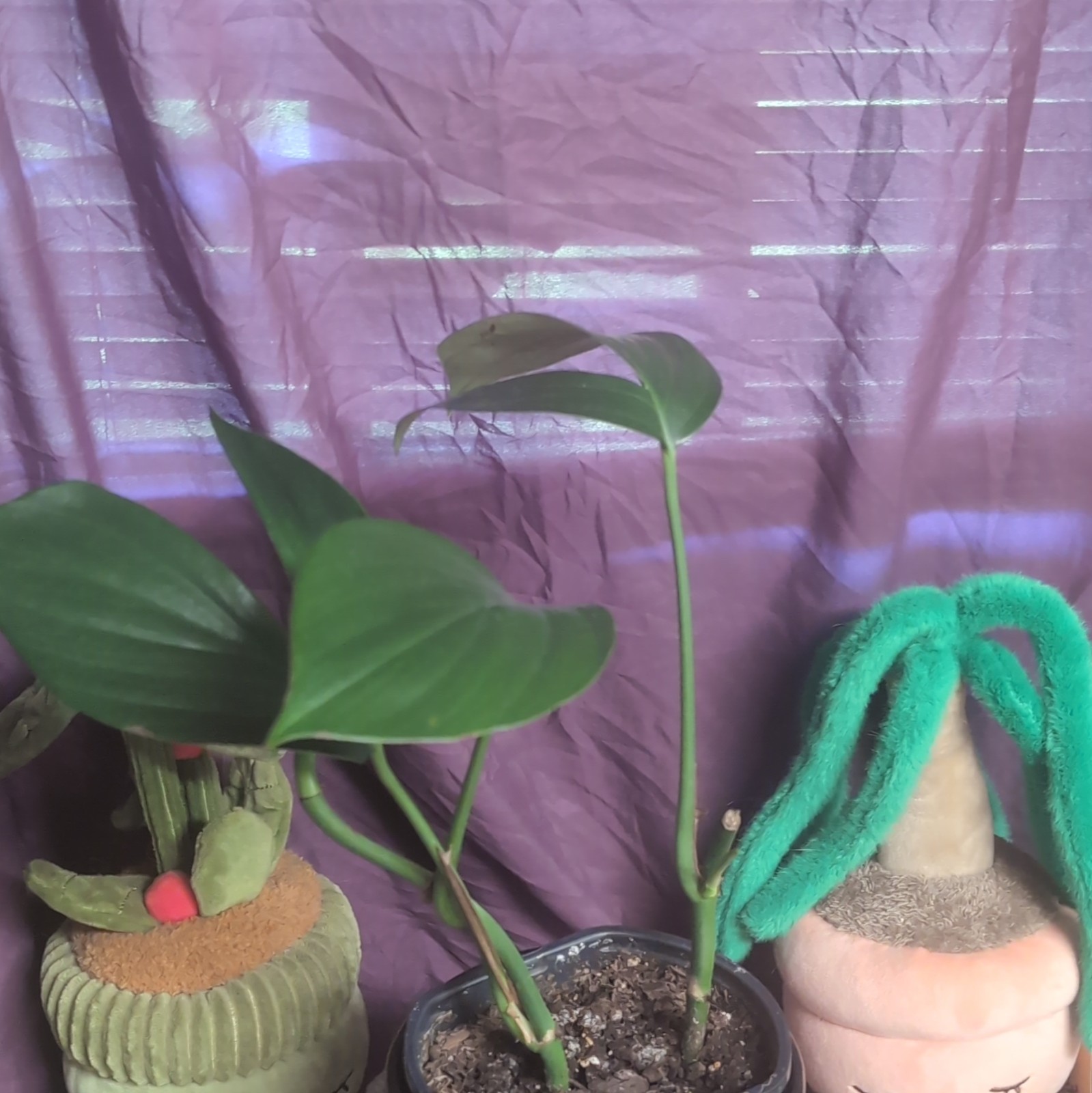 Rhaphidophora Decursiva Dragon Tail Potted Indoor Climbing Houseplant Tropical