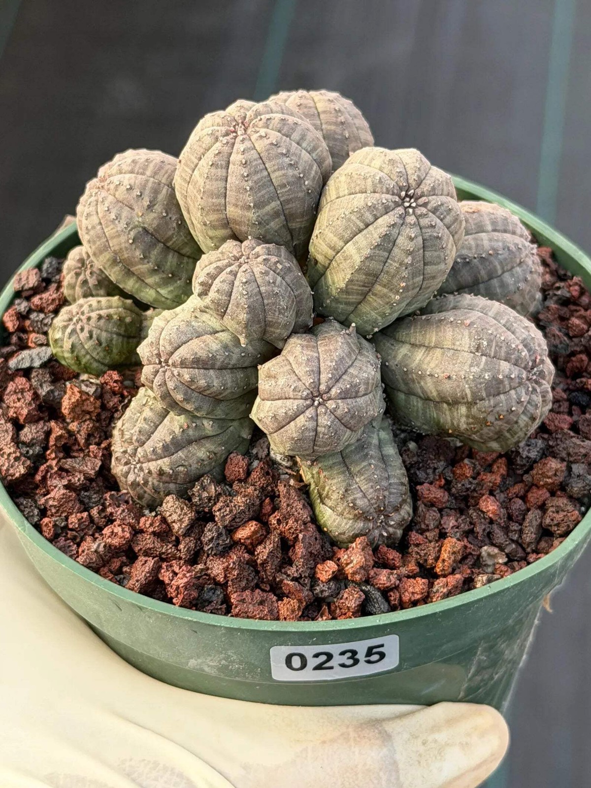 Crested Euphorbia Obesa Cluster Live Plant #235