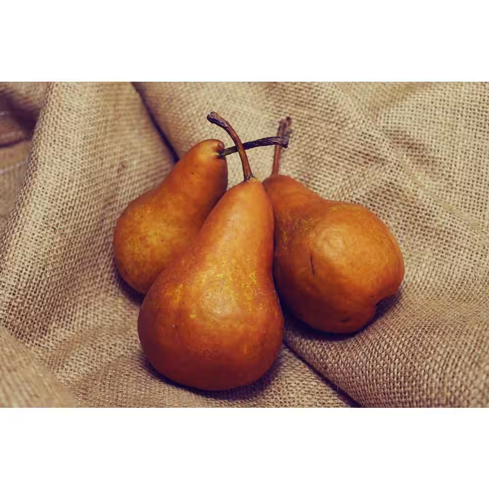 Dwarf Bosc Pear Tree – Sweet and Hardy Cinnamon Brown Pears (Bare-Root, 3 Ft. to