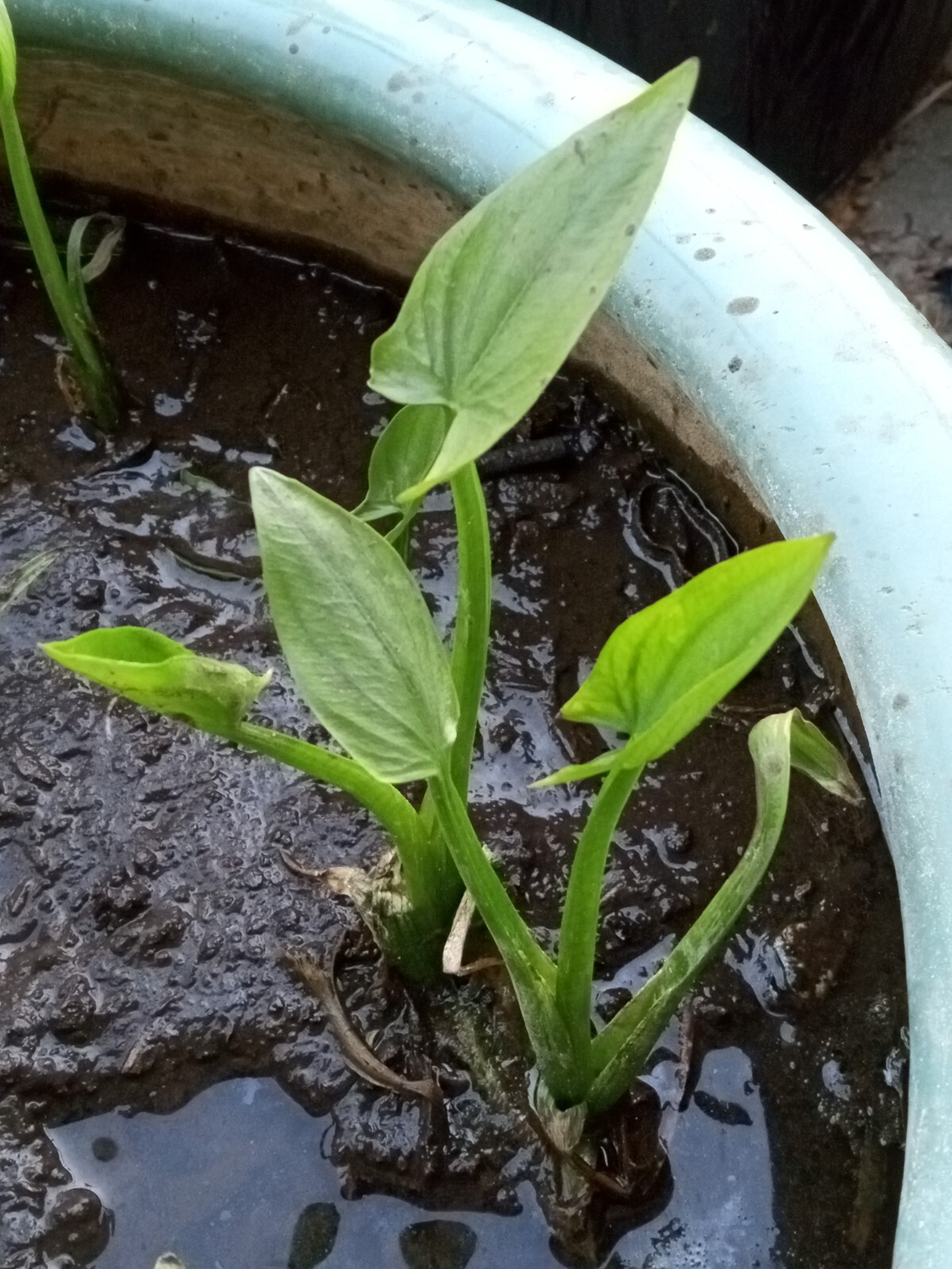 2 Edible Aquatic Broadleaf Arrowhead 茨菇 Sagittaria Latifolia Water Garden Plants