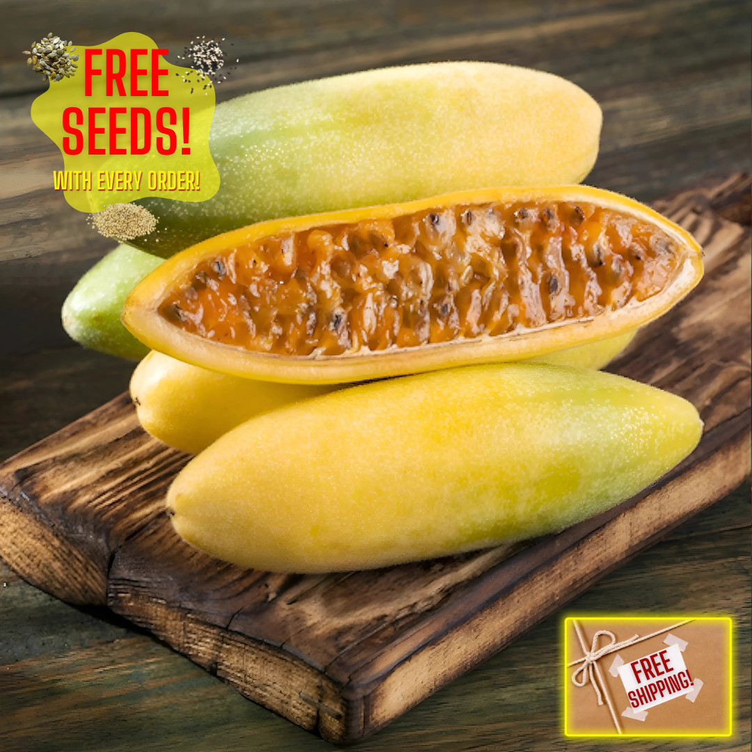 Fresh Premium Banana Passion Fruit Seeds | Heirloom | Non-GMO | Fruit Seeds