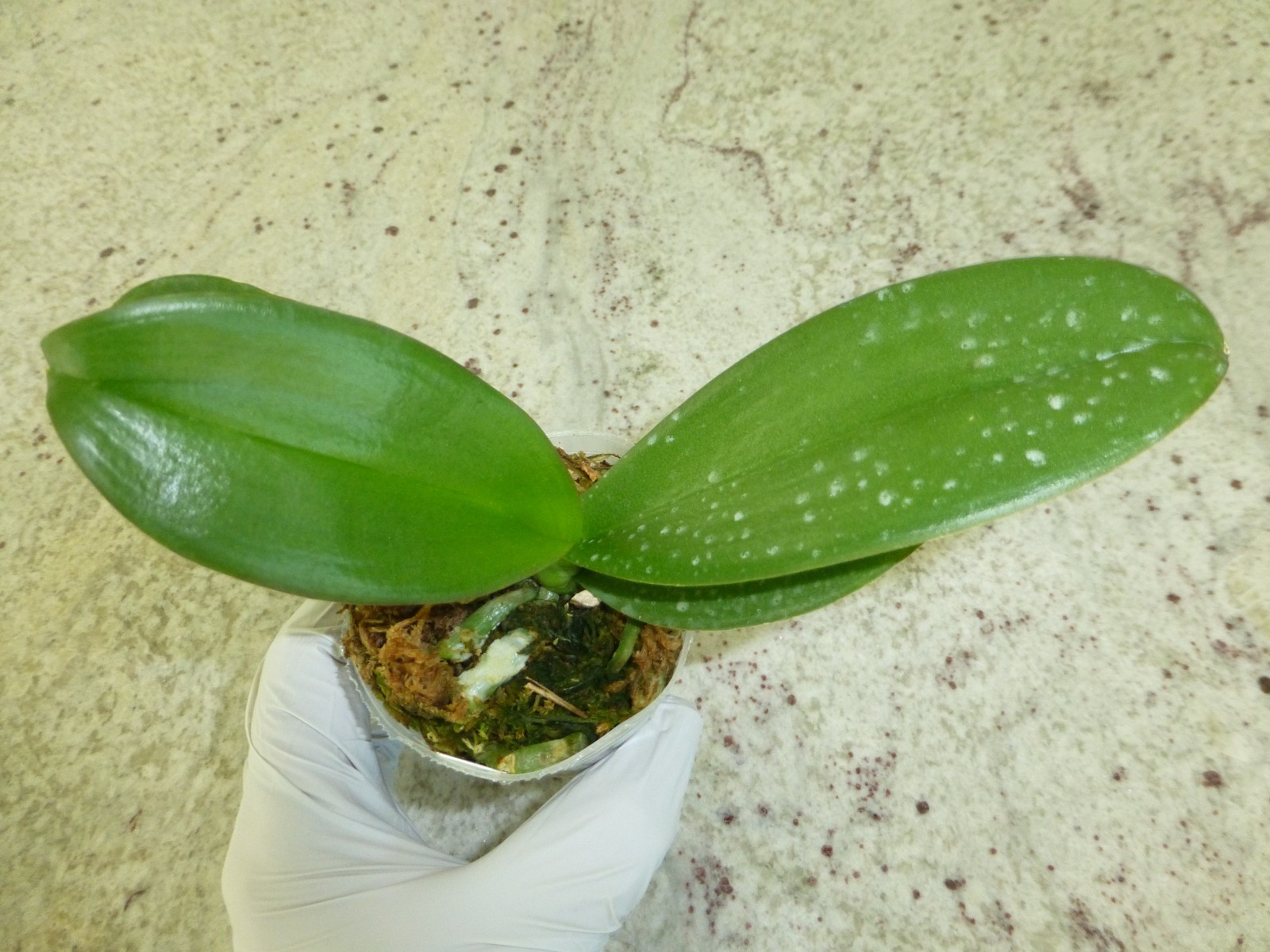 Phalaenopsis Orchid Phal. modern esquire In 2.5″ Pot