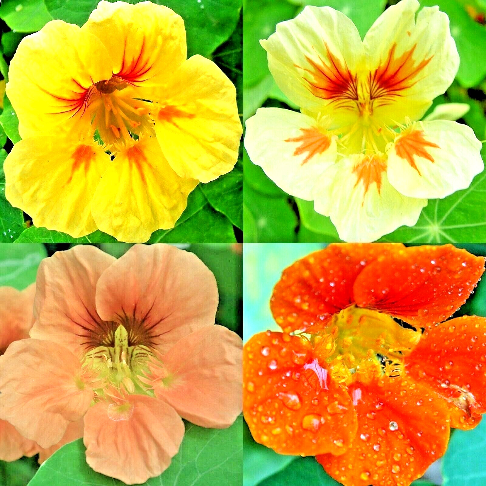 100+ NASTURTIUM SPRING MIX SEEDS AWARD DROUGHT SHADE TOLERANT FLOWERS DWARF BEES