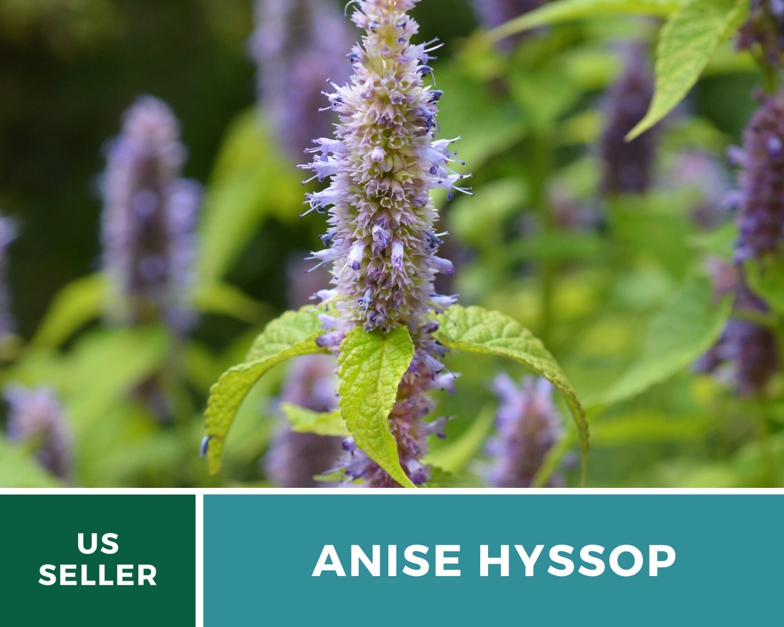 Hyssop, Anise – 200 Seeds – Culinary & Medicinal Herb – Agastache foeniculum
