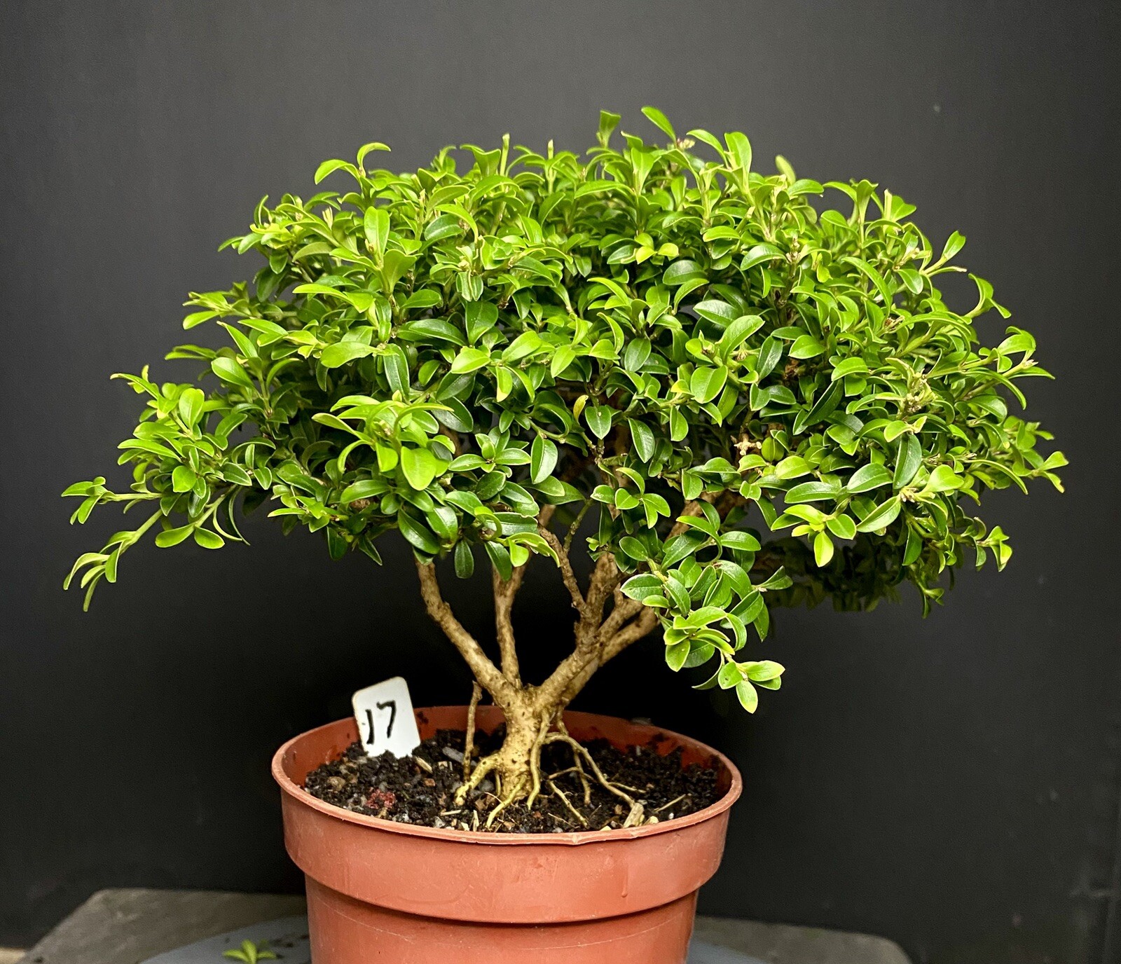 Bonsai Tree Kingsville Boxwood Pre Bonsai 12-15 Years Ready To Pot Up As Bonsai