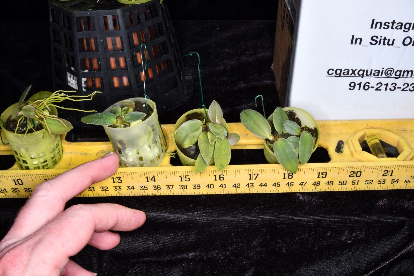 Orchid Species Bulbophyllum fletcherianum ( Seedling )