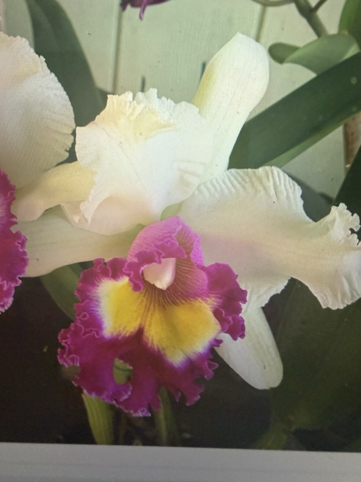 ORCHID Plants 4 Cattleya bloom size with Label