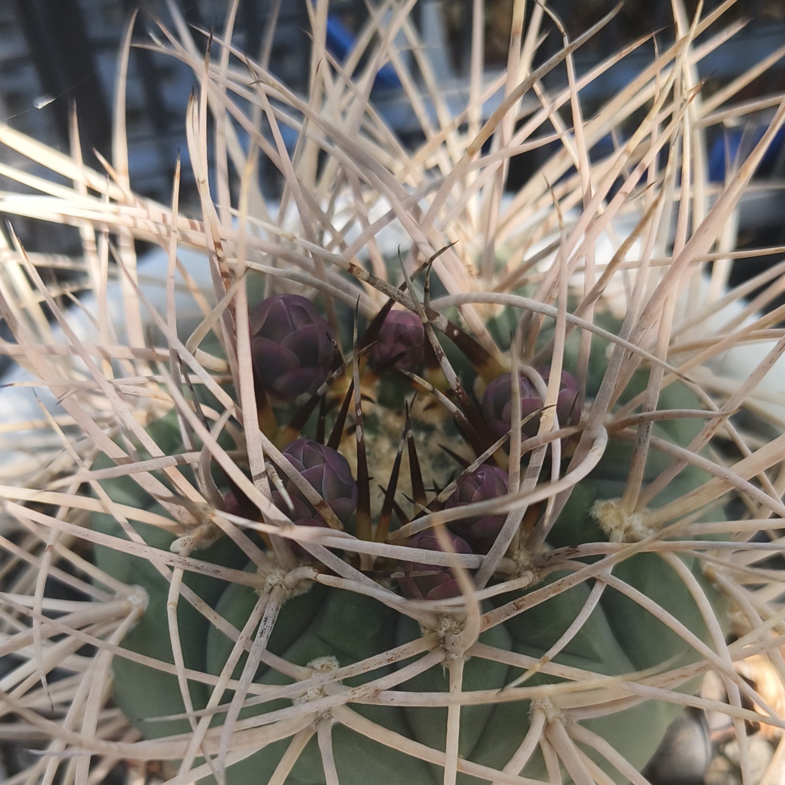 Potted Green Cactus Plant w/ Long Spines (Thorns) in White Pot, 1 Pack