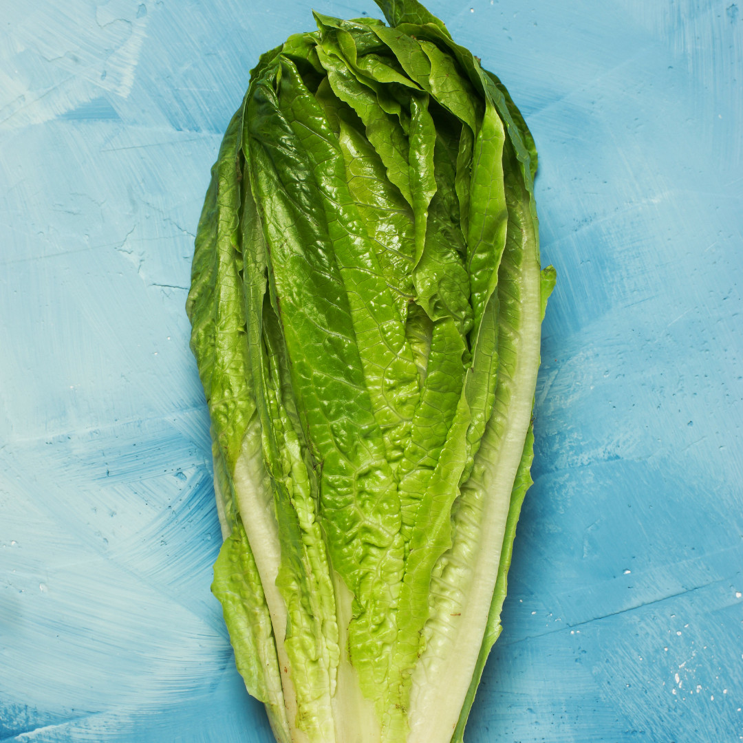 Fresh Crisp Giant Caesar Romaine Lettuce Seeds| Heirloom Non-GMO | Vegetables