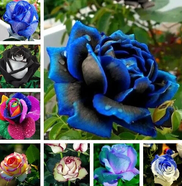 20 EXOTIC RARE ROSE SEEDS home garden flower plant bush diy sun Rosas hybrid tea
