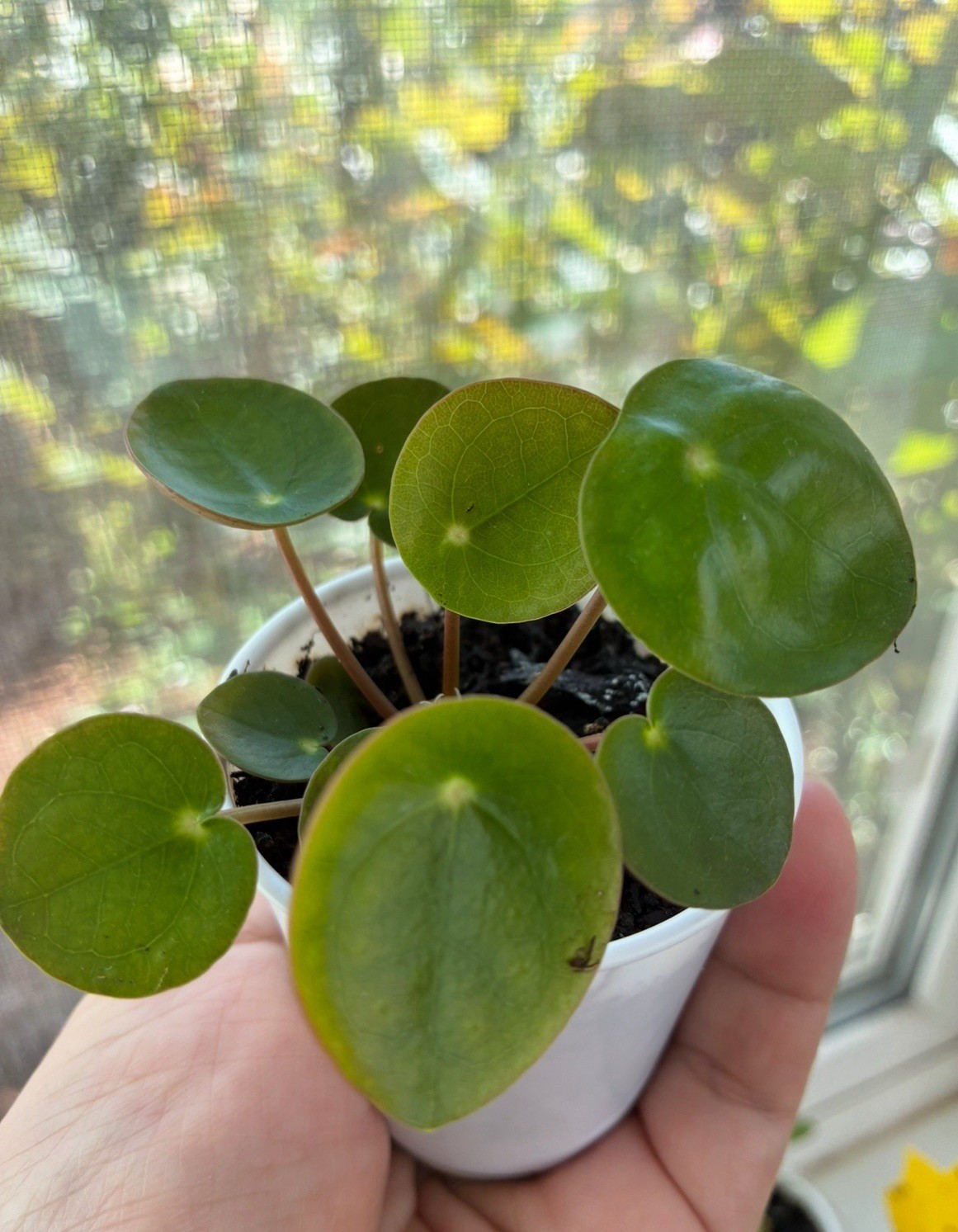 2″ Pot Live Chinese Money Plant Pilea peperomioides Indoor House Plants