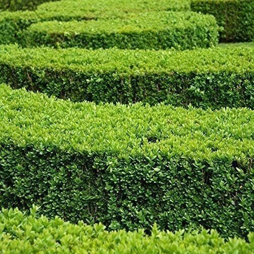 Green Mountain Boxwood – Live Plants – Buxus – Fast Growing Cold Hardy Formal…