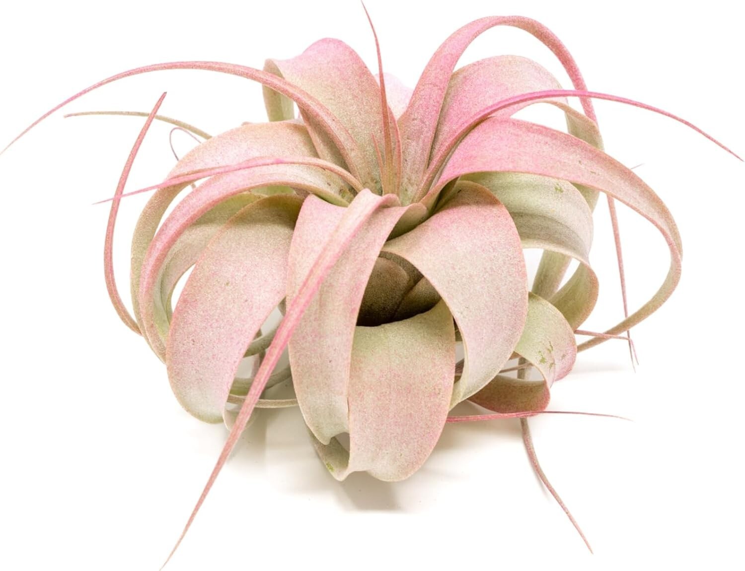 Raspberry Tillandsia Air Plants – Color Enhanced Easy Care Indoor/Outdoor Decor
