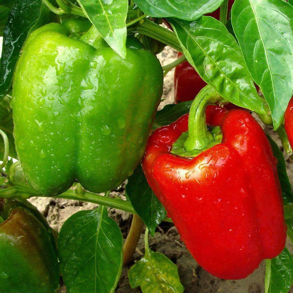 California Wonder Bell Pepper Seeds 100+ Sweet Vegetable NON-GMO FREE SHIPPING