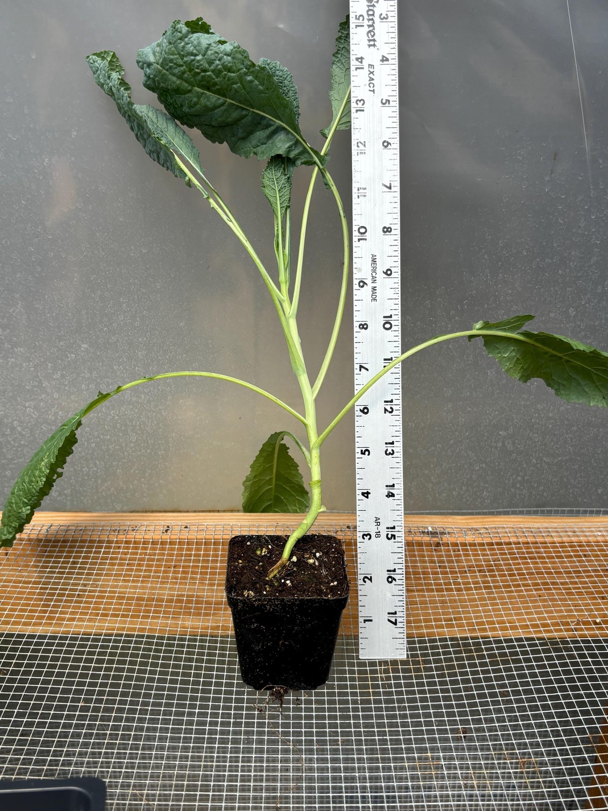 Broccoli Live Plant – Seedlings/Plugs and Plants – 3″- 12″ tall – 30-60+ days