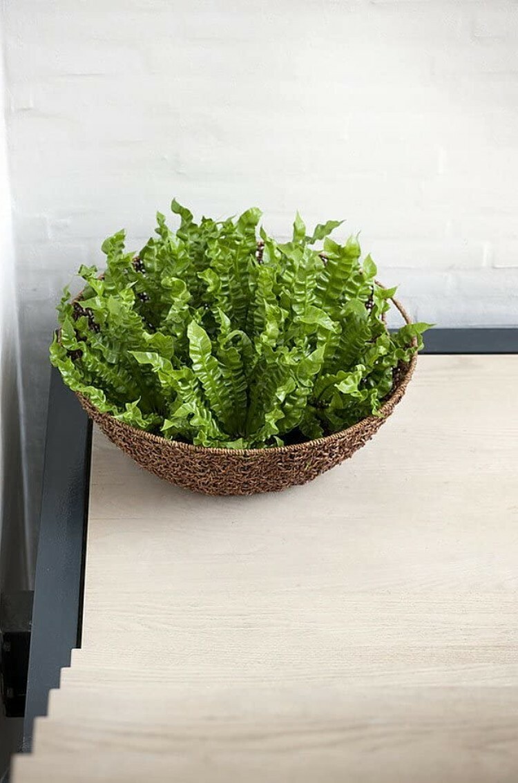 Asplenium Wave Crispy Fern Clean Air Machine Easy Grow House Live Plant 2.5″ Pot
