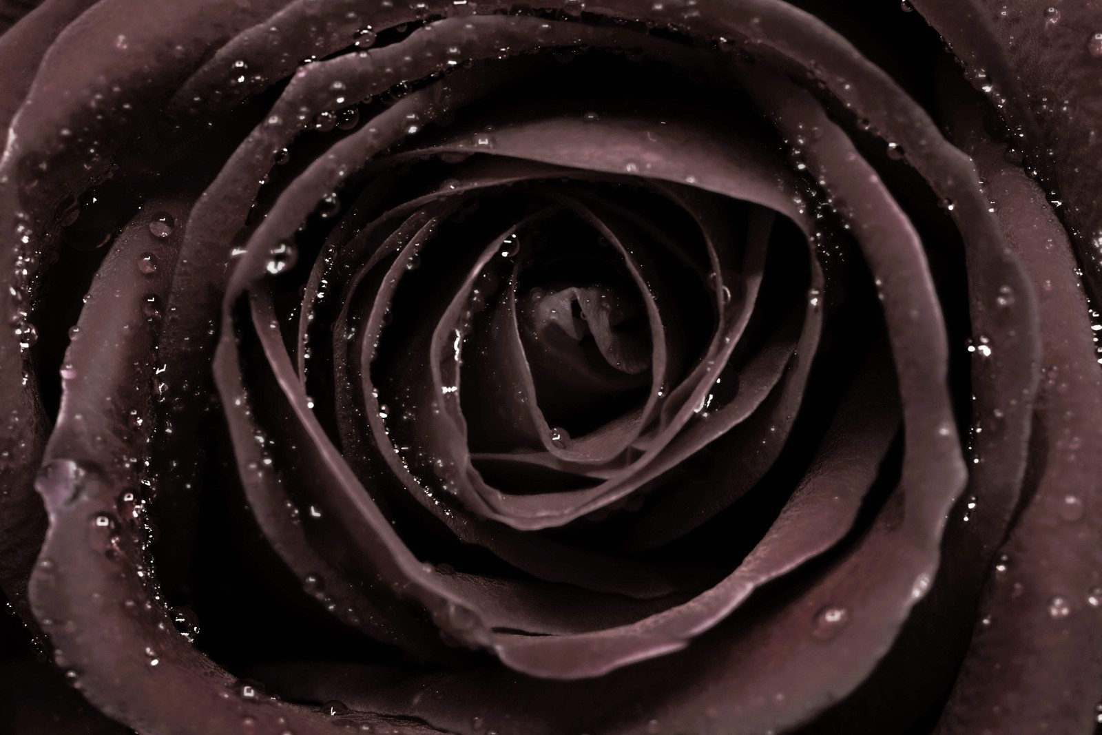 5 BLACK ROSE Rosa Bush Shrub Perennial Flower Seeds *Flat S/H