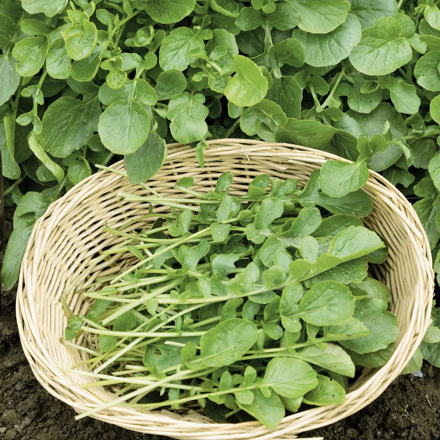 600 Upland Cress Seeds | Non-GMO, Heirloom Upland Cress Herb Seeds, USA Seller