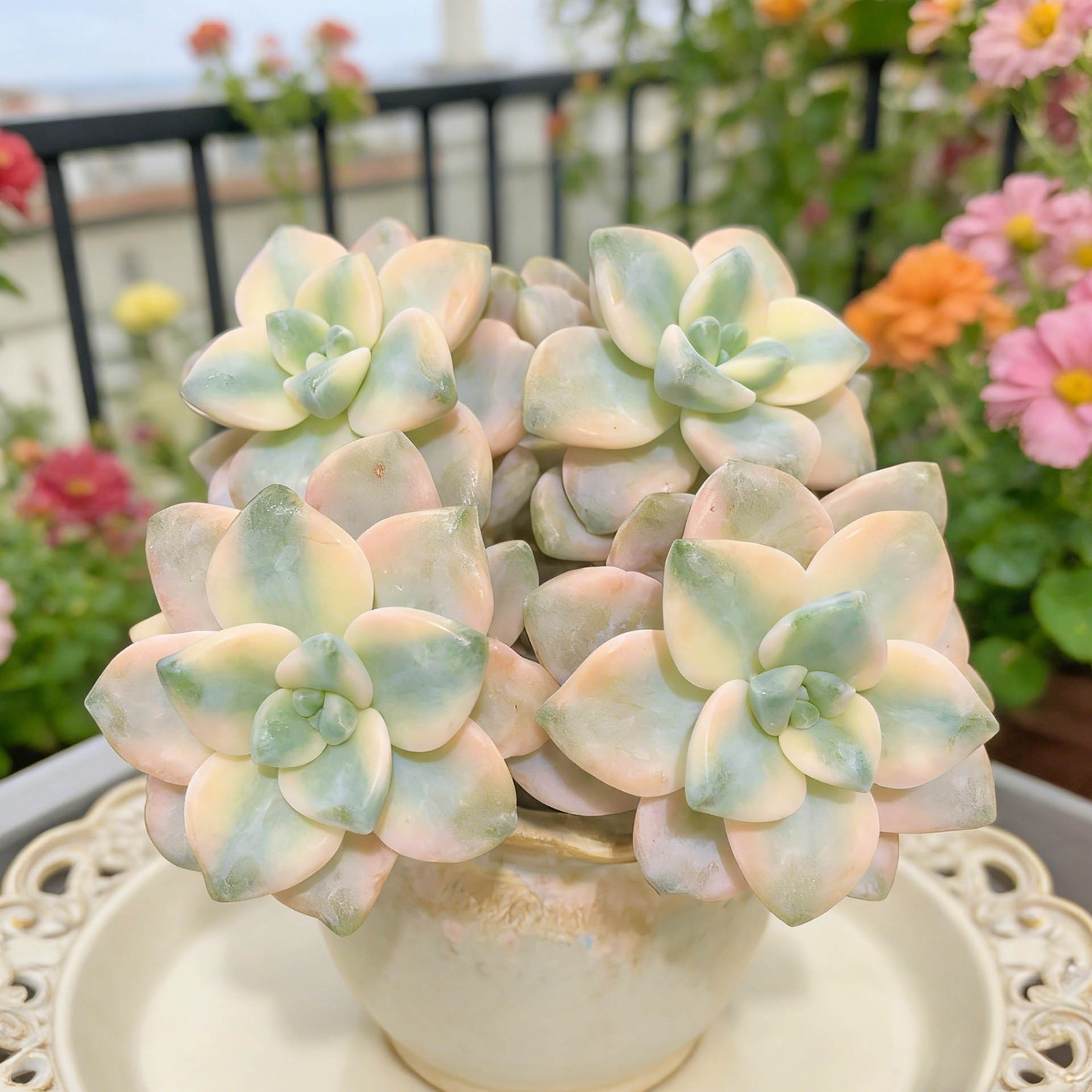 Graptoveria paraguayense bernalense variegatarare Succulents Plants Live, Bare r