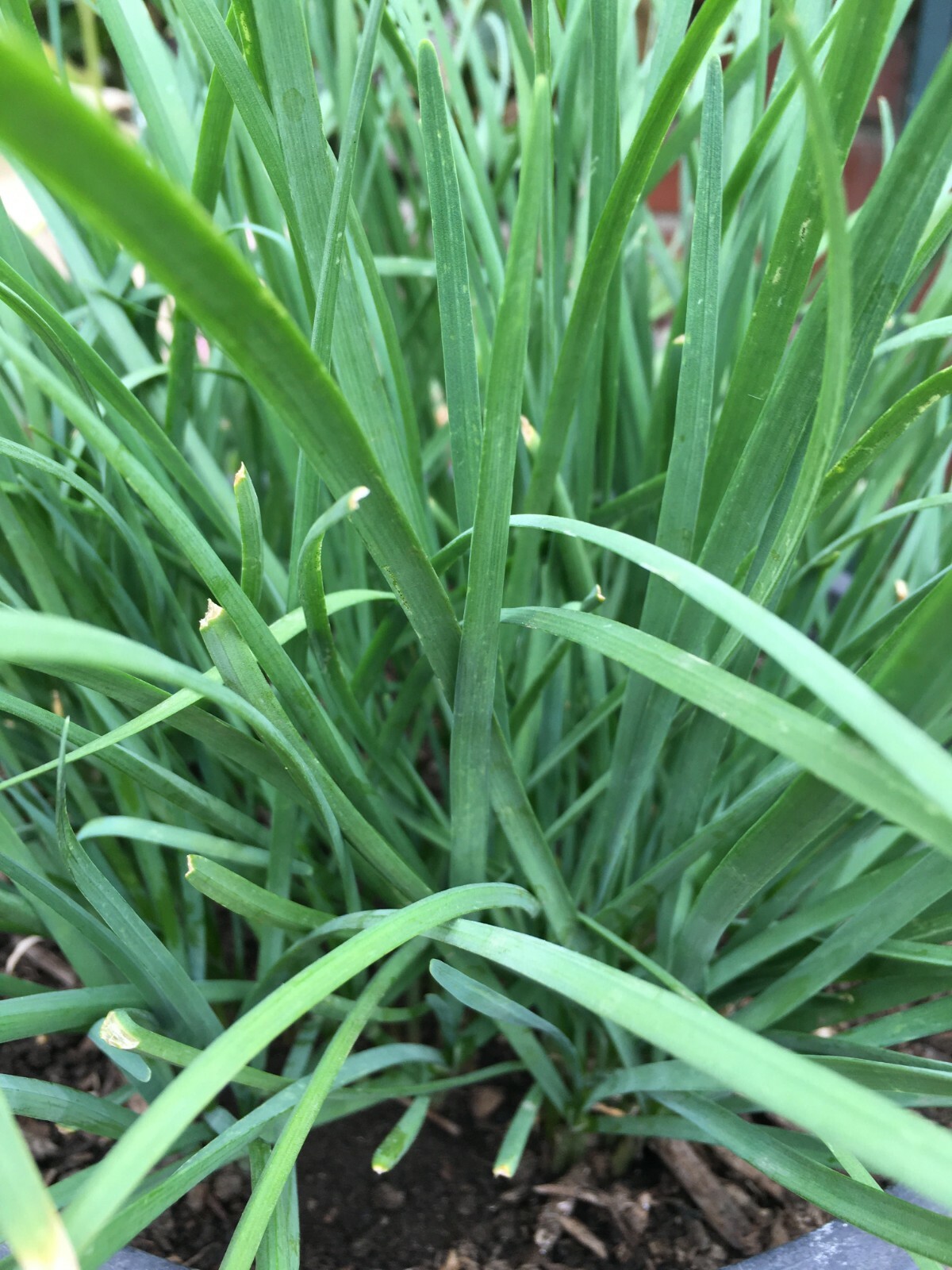 15 Organics Garlic Chives Live Plant Bare Roots Hardy Perennial Herb Jiu Cai USA