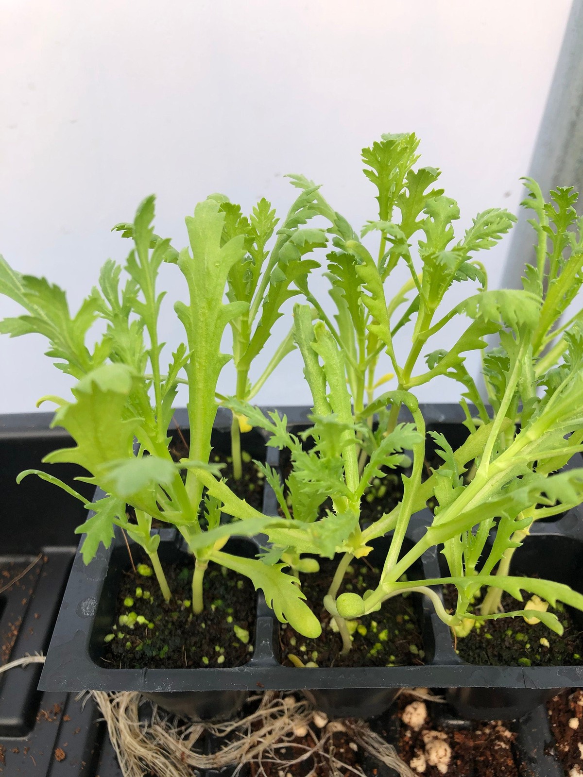 Chrysanthemum Live Plant – Seedlings/Plugs and Plants- 3″- 12″ tall- 30-60+ days