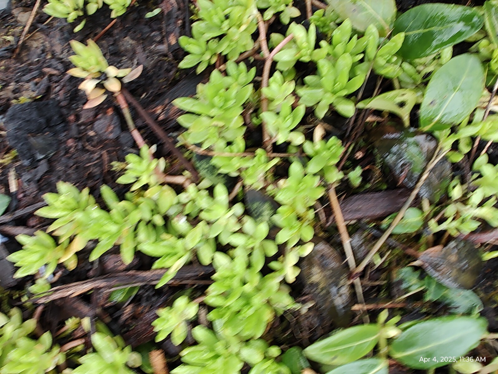 Creeping Sedum cuttings Groundcover Perennial 49 plants 1 “