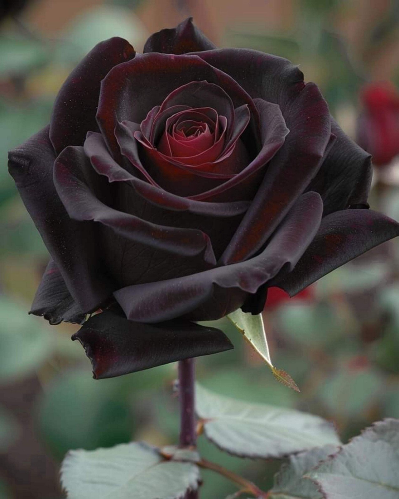 5 BLACK ROSE Rosa Bush Shrub Perennial Flower Seeds *Flat S/H