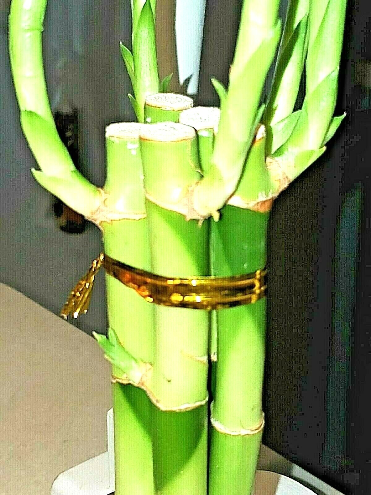 7 Lucky Bamboo Plant 4″ Stalks, Feng Shui, GIFT, LIVE PLANT, Wedding Favors