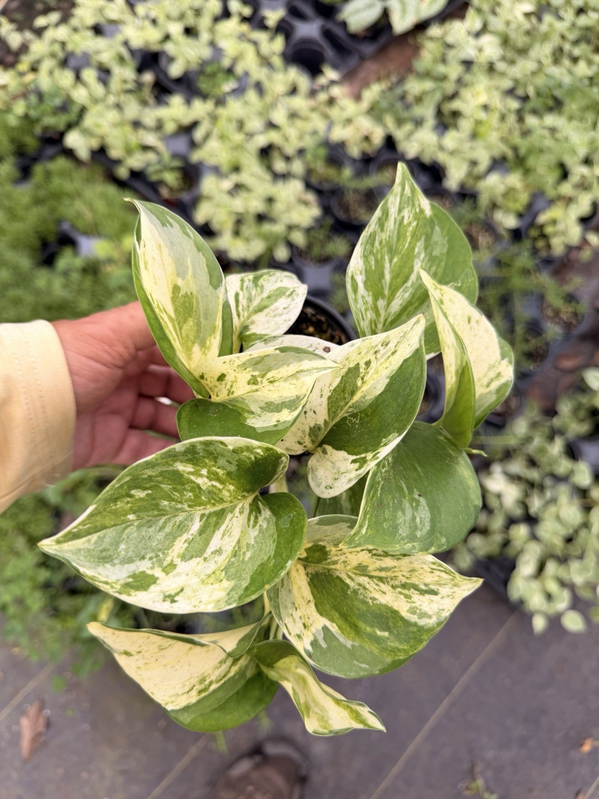 4 Rare Pothos Collection | Live Nod Plants | Cebu Blue Manjula Marble Golden