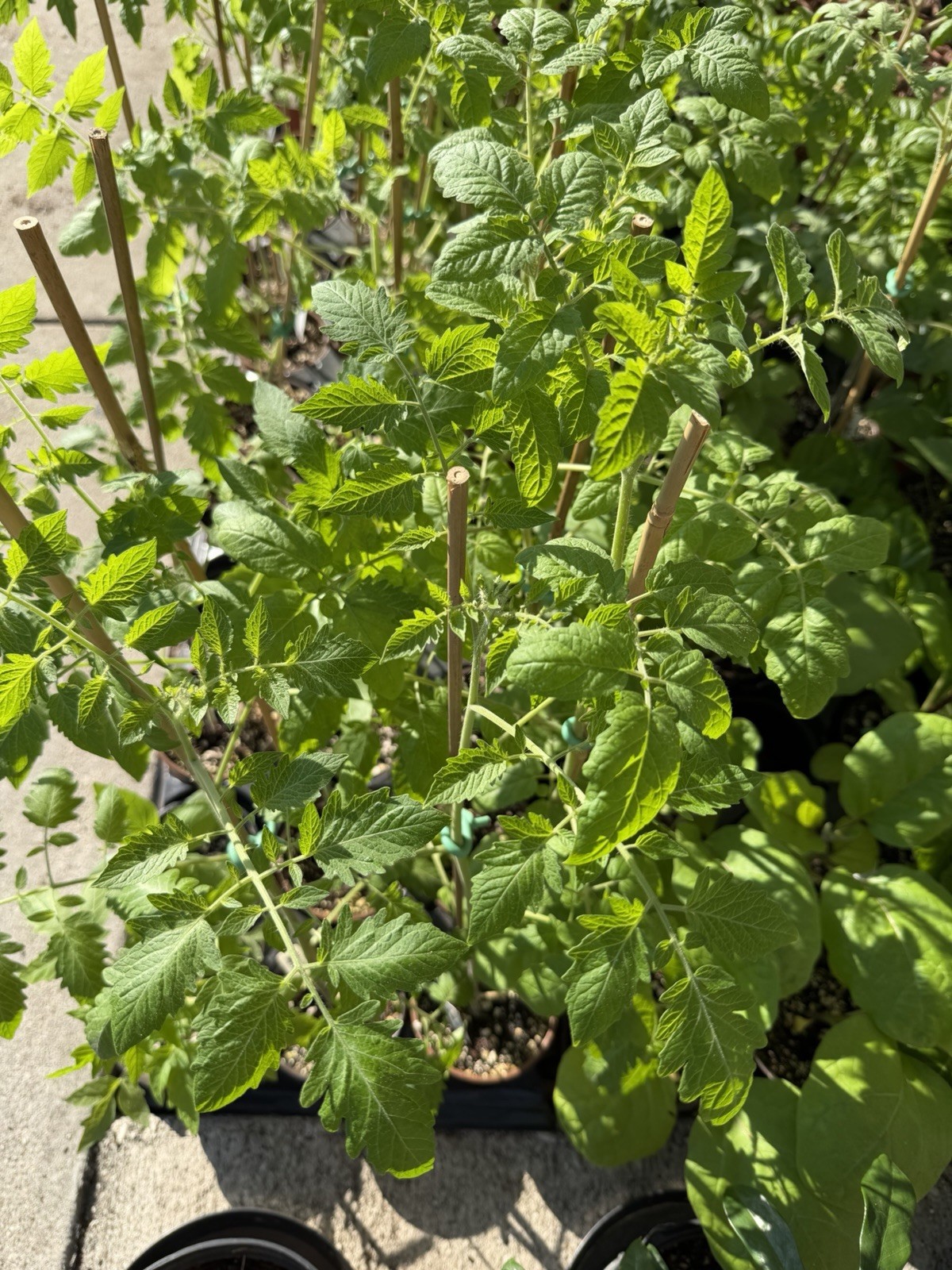 Organic Plants for Sale -Tomato’s Peppers Cucumbers and More