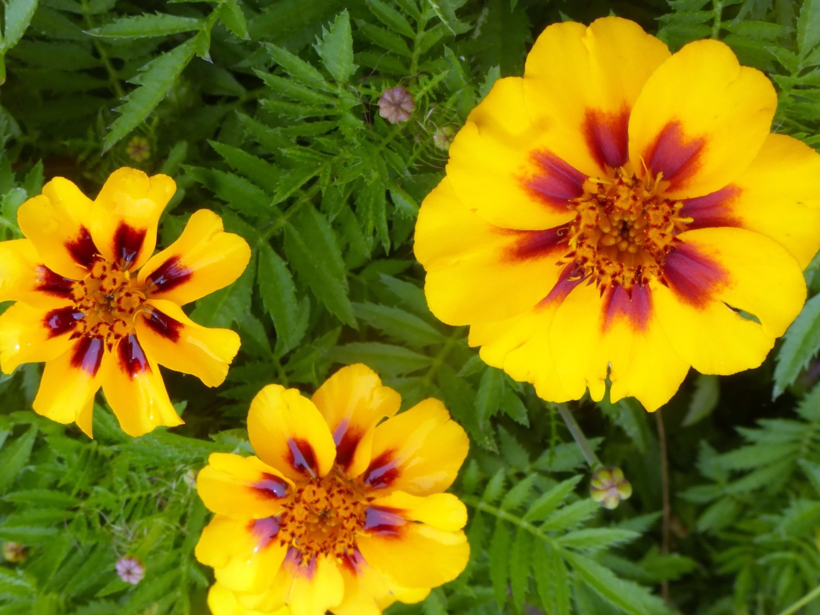 French Marigold Dainty Marietta Seeds, Butterflies & Hummingbirds, FREE SHIPPING