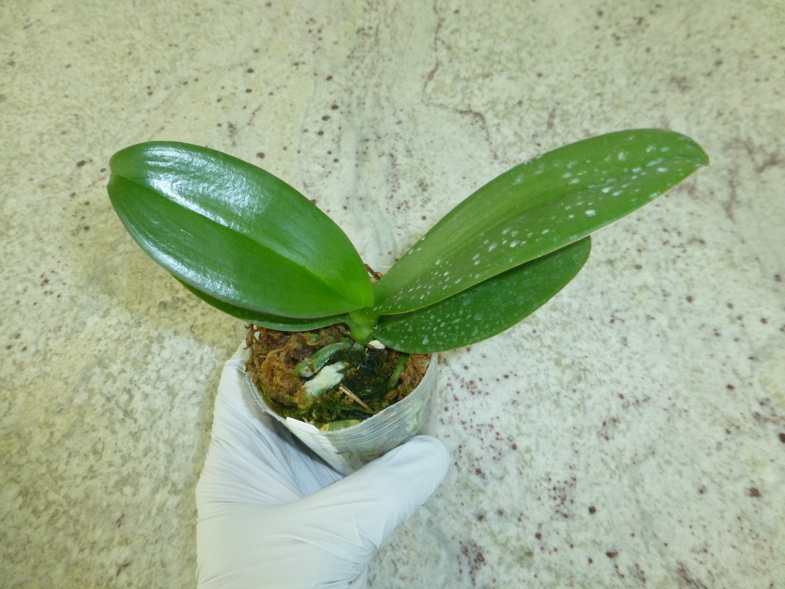 Phalaenopsis Orchid Phal. modern esquire In 2.5″ Pot