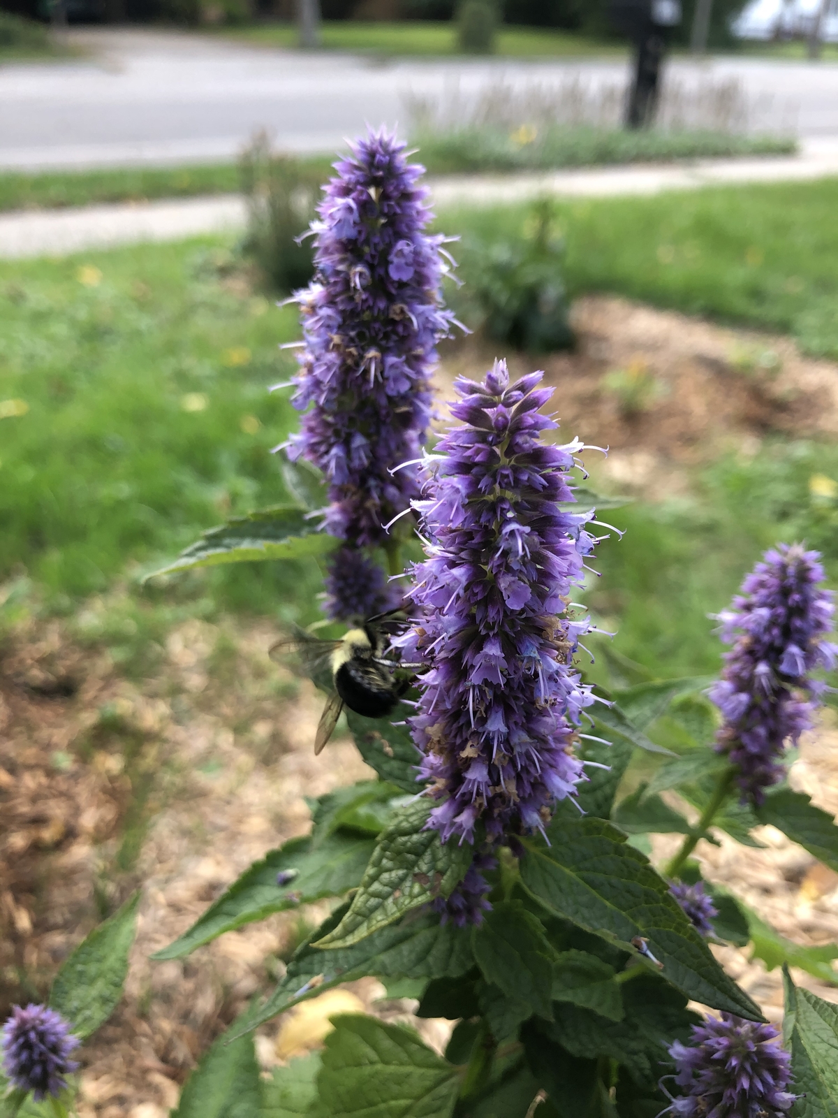 500 ANISE HYSSOP Seeds (Agastache foeniculum) | NON-GMO | Free shipping
