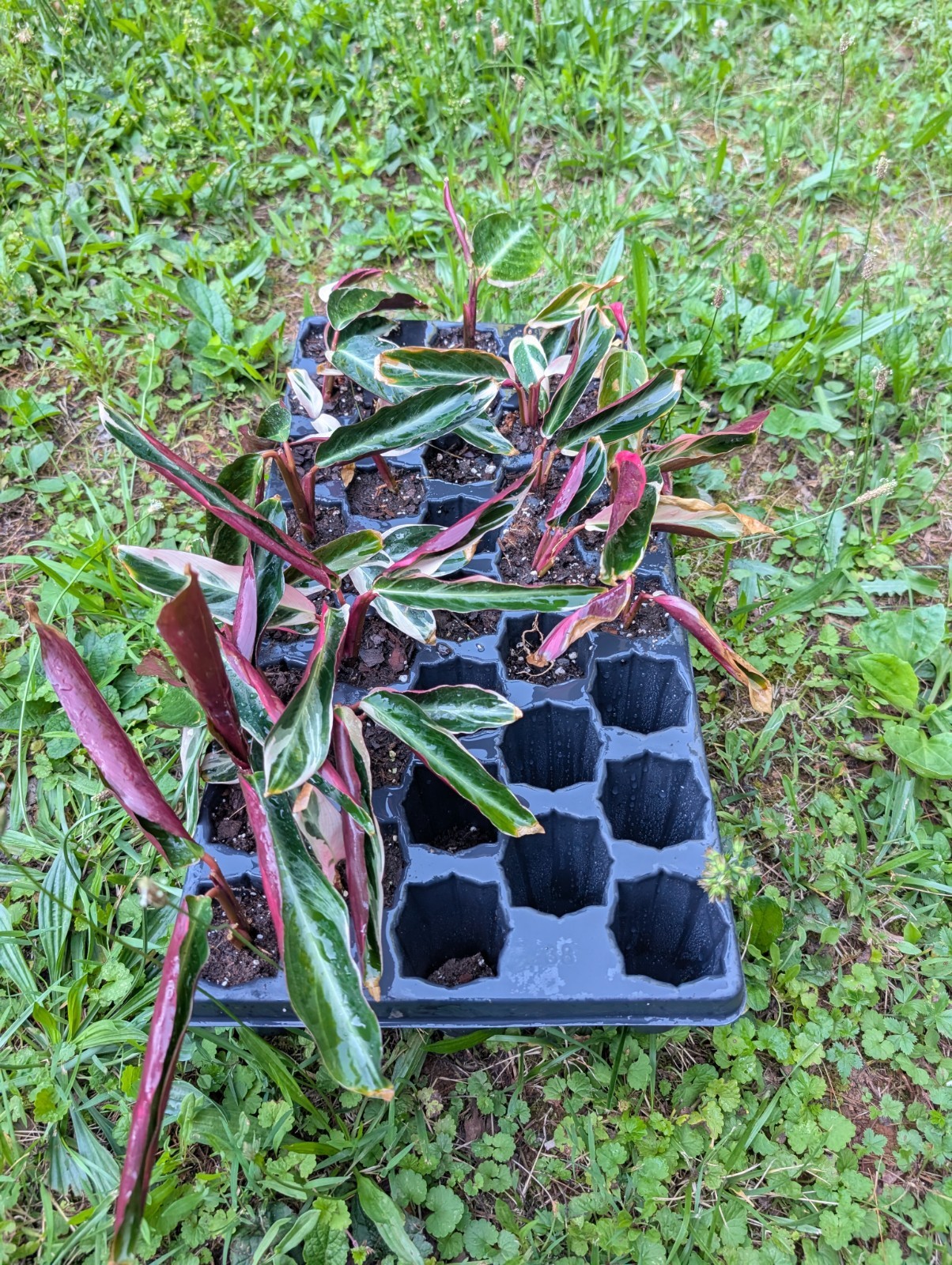 Tricolor Prayer Plant Stromanthe Triostar 3 bare root per order