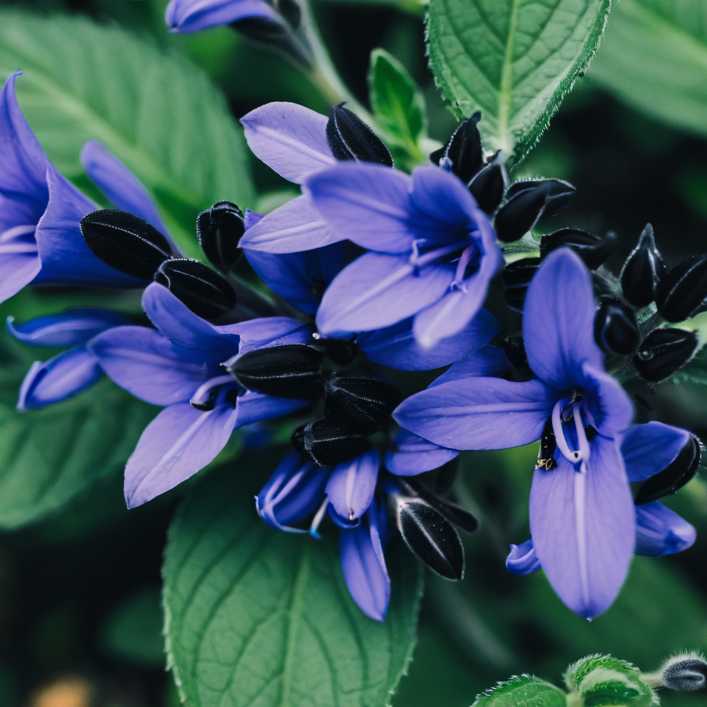 50 Salvia Seeds Flower Perennial Flowers Seed Pollinator Bees ” Black Blue”