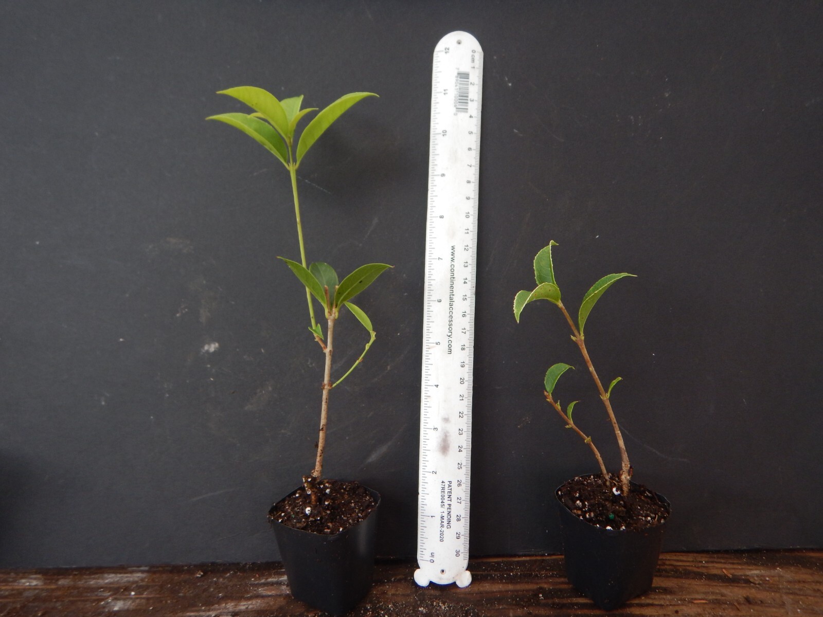 ~APRICOT ECHO~Fragrant Tea Sweet Olive Osmanthus fragrans~rooted starter plant
