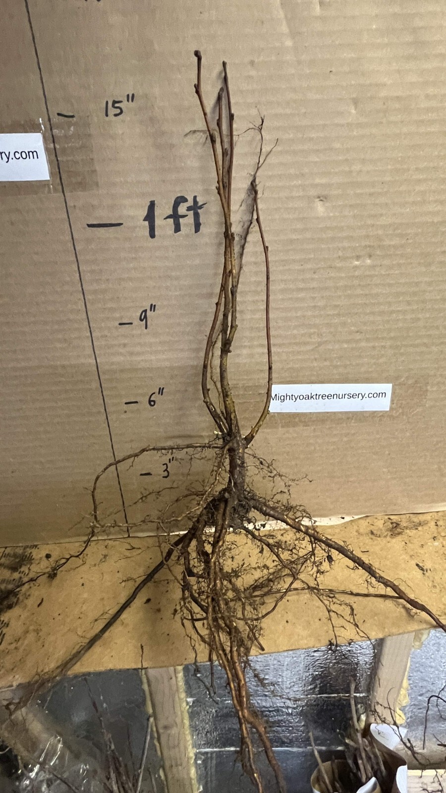 8-12” tall Hazelnut plant (Corylus Americana) 1-2 years old