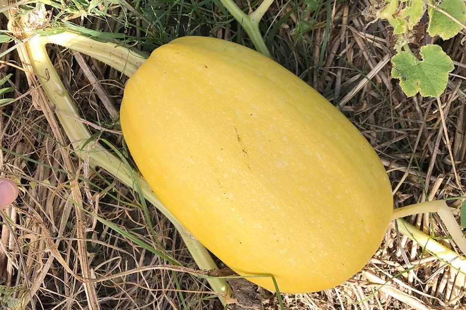 Vegetable Spaghetti Winter Squash Seeds, NON-GMO, Low Carb Pasta Alt, FREE SHIP