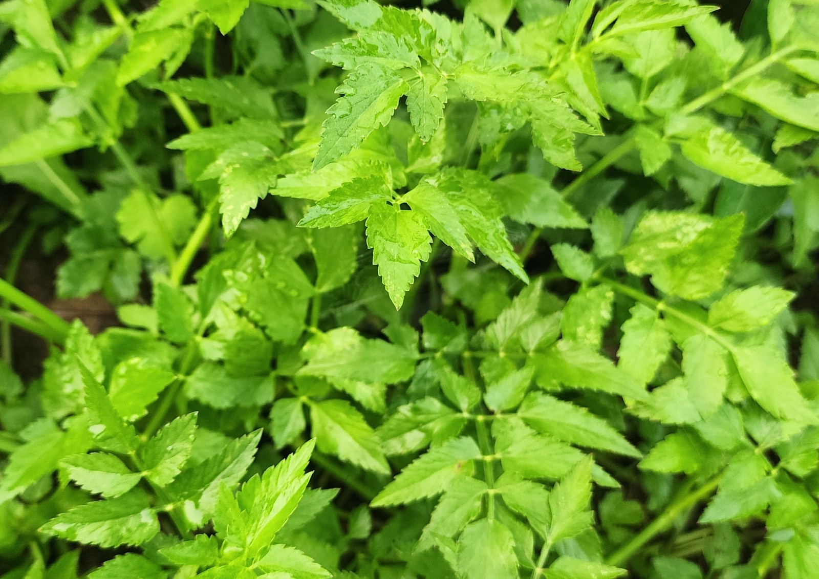20 Organic Bare Root Minari, Korean Watercress Celery/Dropwort, Leaves Removed