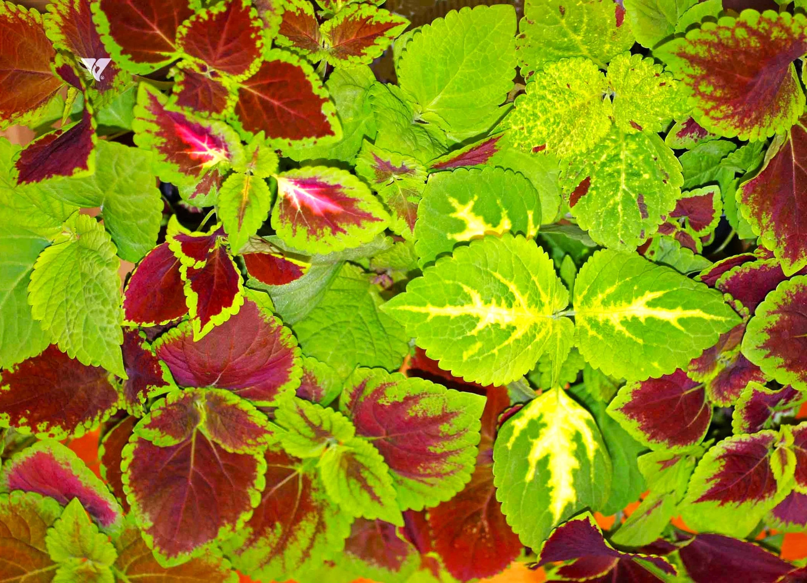 Rainbow Mix Coleus Seeds | Annual Tropical Houseplant Leaf Shade Plant Seed 2025