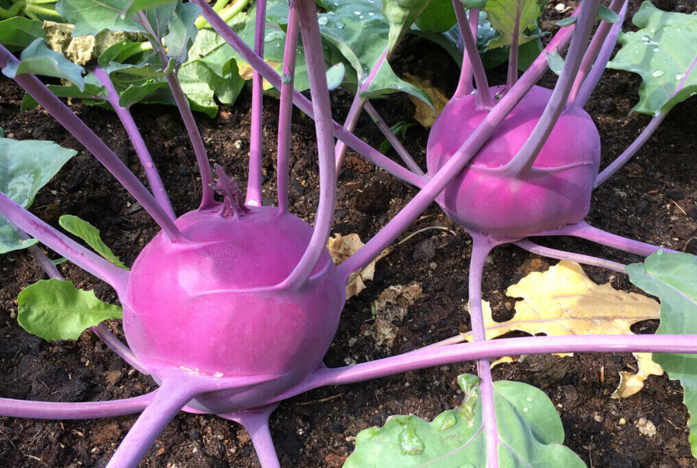 PURPLE VIENNA KOHLRABI 500 SEEDS NON-GMO FRESH FOR 2024 GARDENS