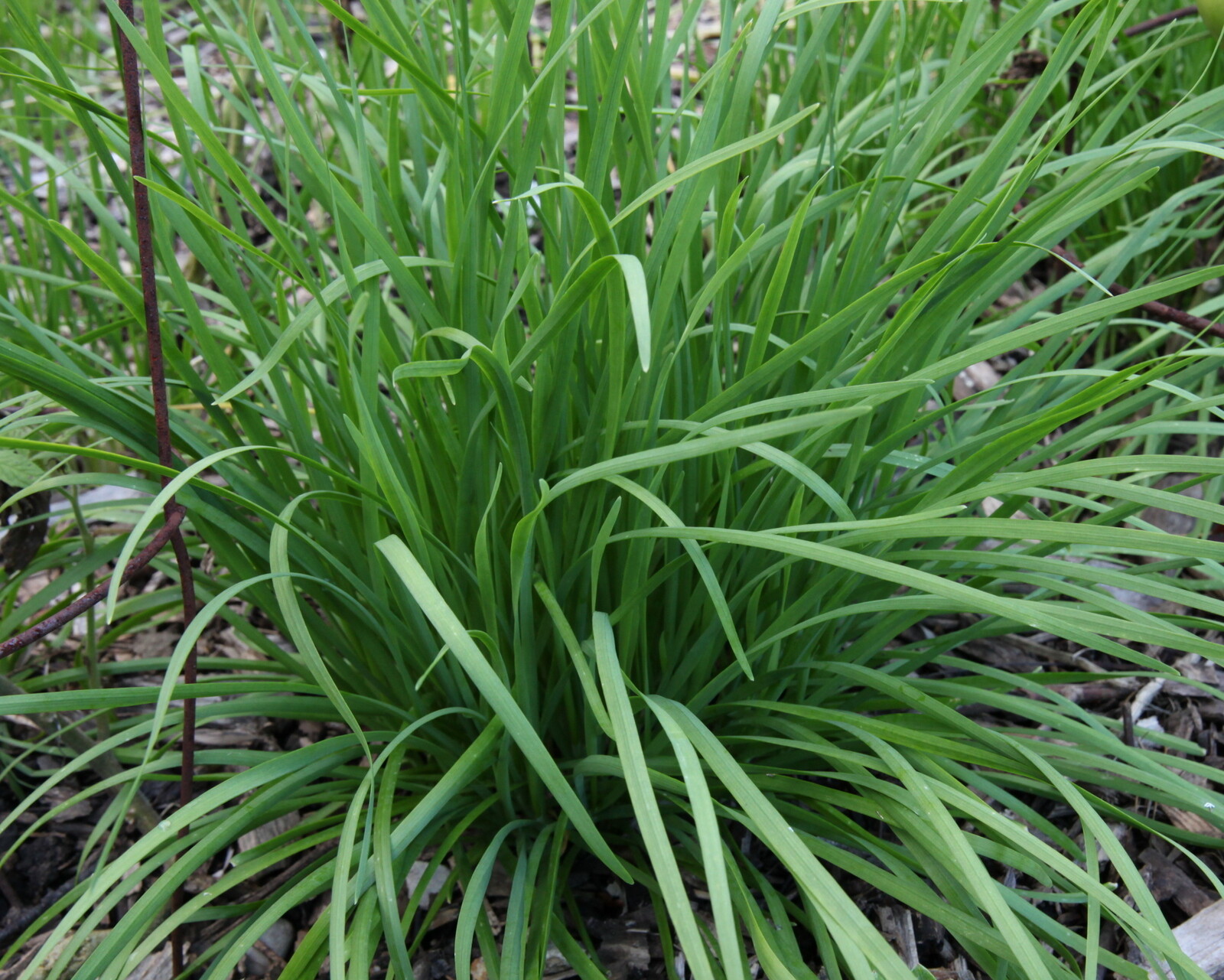 25 Live Plant Bare Root Garlic Chives