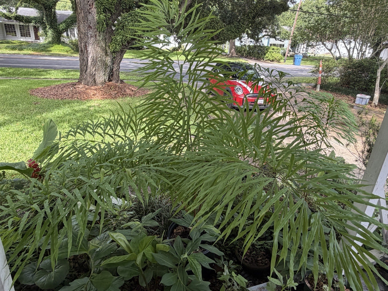 Cycas “multifrondis” formally called Cycas Debaoensis NOW told they are not deb