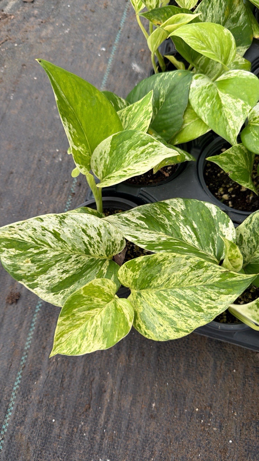 4 Rare Pothos Collection | Live Nod Plants | Cebu Blue Manjula Marble Golden